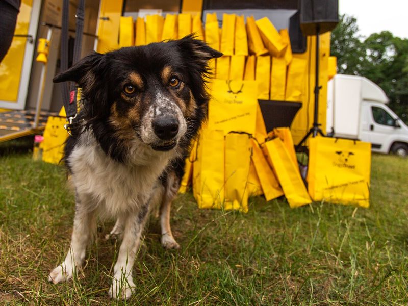 What Your Donations Do | Dogs Trust